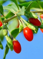 Goji-Beere Tibet