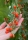 Goji-Beere Tibet
