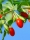 Goji-Beere Tibet