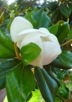 Großblütige Magnolie