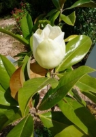 Großblütige Magnolie