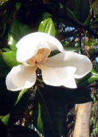 Großblütige Magnolie
