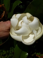 Großblütige Magnolie