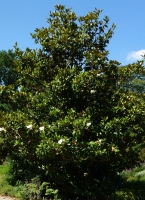 Großblütige Magnolie