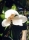 Großblütige Magnolie / 20 Samen
