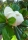 Großblütige Magnolie