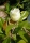 Großblütige Magnolie