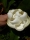 Großblütige Magnolie