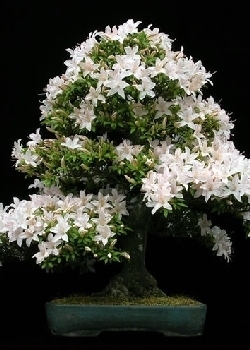 curare i bonsai Bonsai Ficus Ginseng in Vaso Thetis Giardini di Giulia — i Giardini di  Giulia