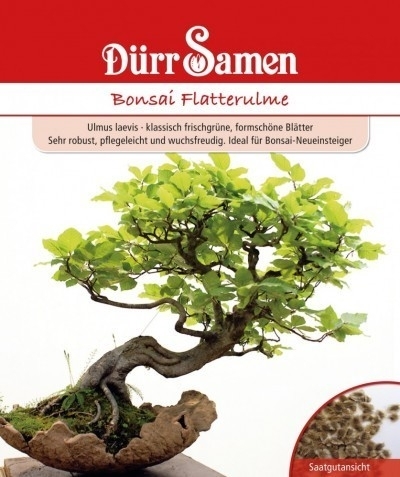 clematis bonsai 100pcs/bag Clematis seeds flower clematis vines bonsai flower seeds pe –  shalalafortheworld