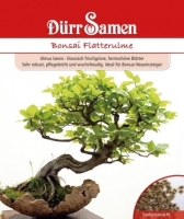 Flatterulme Freilandbonsai MHD 12/26