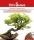 Flatterulme Freilandbonsai MHD 12/26