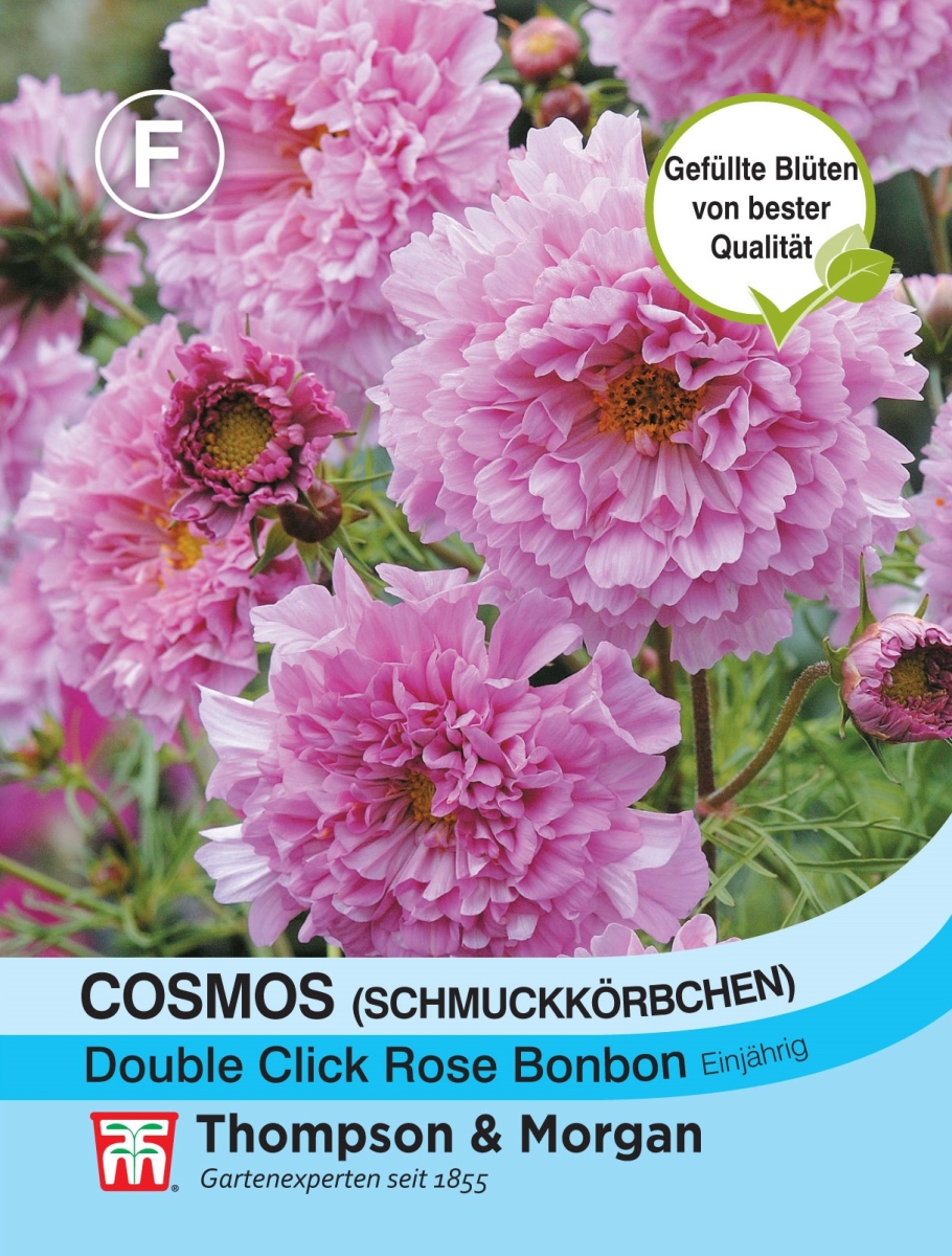 Cosmos Double click Rose Bonbon, 4,50
