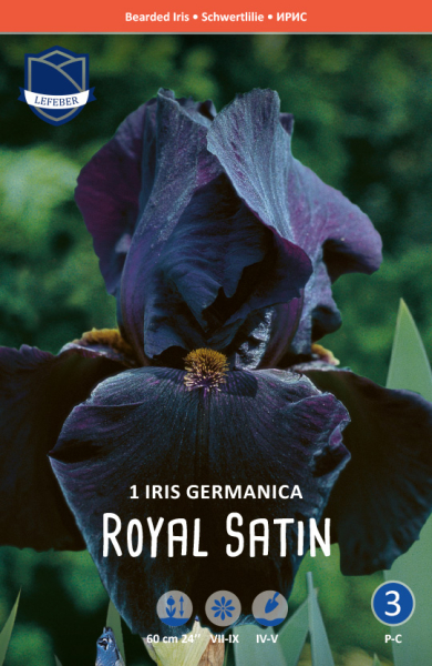 Iris germanica Royal Satin