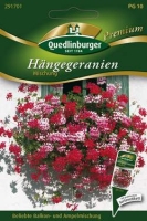 Hängegeranie Mischung