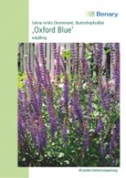 Staudensalbei Oxford Blue