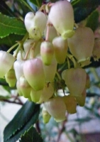 Erdbeerbaum
