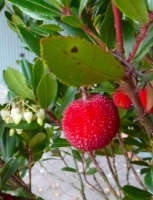 Erdbeerbaum