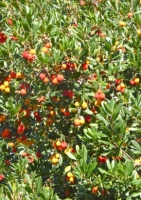 Erdbeerbaum
