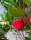 Erdbeerbaum