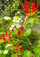 Afrikanische Kletterlilie / 15 Samen