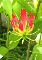 Afrikanische Kletterlilie / 15 Samen