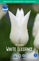 Tulpe White Elegance 50cm 10 Stk.