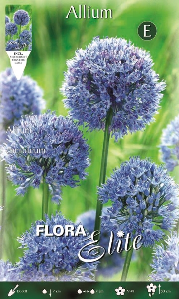 Allium caeruleum 50cm 20Stk.