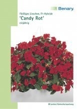 Impatiens Candy rot