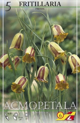 Fritillaria Acmopetala 5 Stück