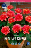 Dahlie Berliner Kleene 50cm