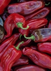 Chille Corno Rosso / 10 Samen MHD 08/25