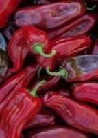 Chille Corno Rosso / 10 Samen MHD 08/25