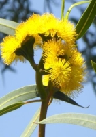 Gelbblühender Eucalyptus