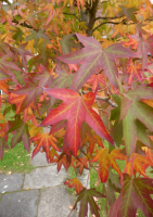 Amerikanischer Amberbaum