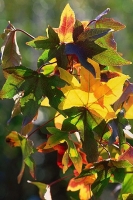 Amerikanischer Amberbaum