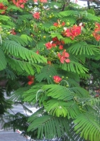 Flammenbaum ( Flamboyant )