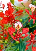 Flammenbaum ( Flamboyant )