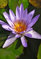 Blaue Seerose / 10 Samen