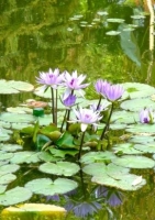 Blaue Seerose / 10 Samen