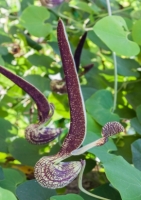 Brasilianische Pfeifenblume