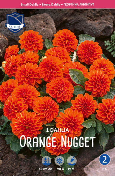 Dahlie Orange Nugget