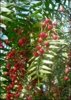 Peruanischer Pfefferbaum