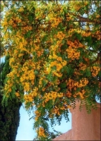 Gelber Flammenbaum