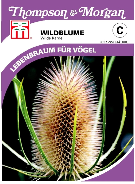 Wildblume Wilde Karde