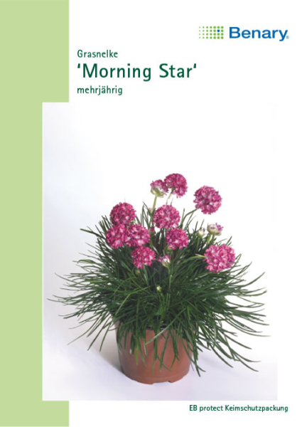 Grasnelke Morning Star, mehrjährig