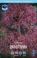 Allium Christophii 35cm 5 Stk.