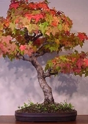 Amberbaum Freilandbonsai