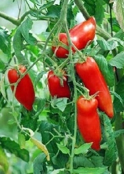 Tomate Andine C.Andenhorn