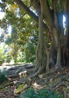 Bengalische Würgefeige